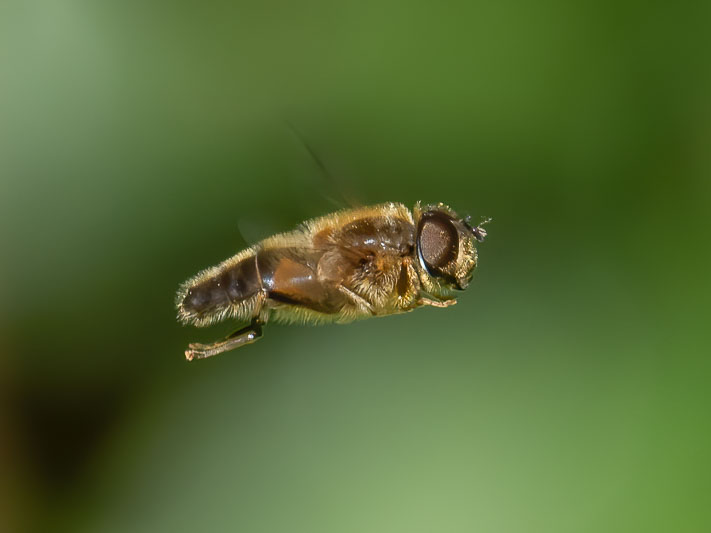 Eristalis pertinax-.jpg